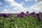 Purple poppy field