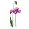 Purple poppy. Floral botanical flower. Wild spring leaf wildflower isolated.
