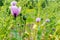 Purple poppy flower on a background of various greens. Soft focus and copy space