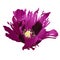 Purple poppy flower. Vector illustration