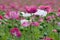 Purple poppy plants blooming.