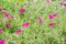 Purple Portulaca oleracea flower for background