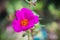 Purple Portulaca oleracea flower grandiflora on blurred background