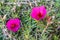 Purple Portulaca oleracea flower grandiflora in a garden