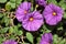 Purple Potato Bush, Solanum rantonnetii `Royal Robe`