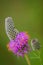 Purple prairie clover - Dalea purpurea