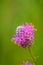 Purple prairie clover - Dalea purpurea