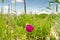 Purple prairie mallow, Kansas pasture