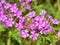 Purple Prairie Verbena flowers