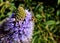 Purple prairy clover flower bee