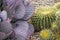 Purple prickly pear and barrel cacti in southwestern desert garden