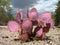 Purple Prickly Pear in Storm