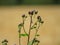 Purple, prickly thistle in the meadow