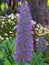 The purple Pride of Madeira flower in a spring season at a botanical garden.