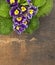 Purple primrose on old plywood, copy space