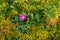 A purple primrose on an overgrown lawn heralds spring on a sunny day