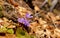 Purple primrose. Primula Vulgaris in bloom. Italian wild forest nature.