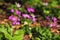 Purple primroses bloom spring season nature details. Bokeh