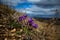 Purple primroses are the first to bloom on the mountain slopes of the Altai mountains