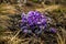 Purple primroses are the first to bloom on the mountain slopes of the Altai mountains
