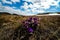 Purple primroses are the first to bloom in the spring steppes