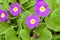Purple primula flowers