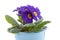 Purple Primula flowers in blue bucket