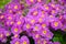Purple primulas in the garden in spring close-up.