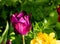 Purple Prince sort tulip. A sunny shallow depth of field photo with copy space good for cards, posters, website