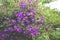 Purple princess flower, Glory flower or Tibouchina Urvilleana in full bloom