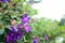 Purple princess flower, Glory flower or Tibouchina Urvilleana in full bloom