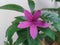 Purple Pseuderanthemum flower