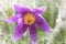 Purple pulsatilla blossom with floral texture