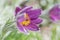 Purple pulsatilla flower - healing herb