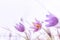 Purple Pulsatilla grandis, pasque flowers