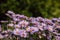 Purple and purple flowers with a yellow middle in the summer season