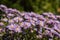 Purple and purple flowers with a yellow middle in the summer season