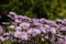 Purple and purple flowers with a yellow middle in the summer season