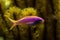 Purple Queen Anthias, Pseudanthias tuka, coral reef fish, Salt water marine fish, beautiful pink and yellow fish with tropical cor
