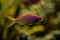 Purple Queen Anthias, Pseudanthias tuka, coral reef fish, Salt water marine fish, beautiful pink and yellow fish with tropical cor