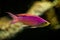 Purple Queen Anthias, Pseudanthias tuka, coral reef fish, Salt water marine fish, beautiful pink and yellow fish with tropical cor