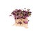 Purple radish fresh sprouts with sack cloth ribbon isolated