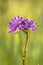 Purple Ragged Robin Flower in a Field