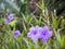Purple rain flower. Ruellia tuberosa Blue-violet color and leaf