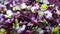 Purple Rambo Radish Microgreens