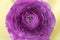 Purple ranunculus or buttercup flower macro