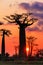 Purple and red Baobab sunset