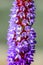 Purple and red flower - Primula - Vialii - Red Hot Poker Primrose