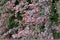 Purple red foliage of Berberis thunbergii in a hedge