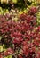 Purple red foliage of Berberis thunbergii in a hedge